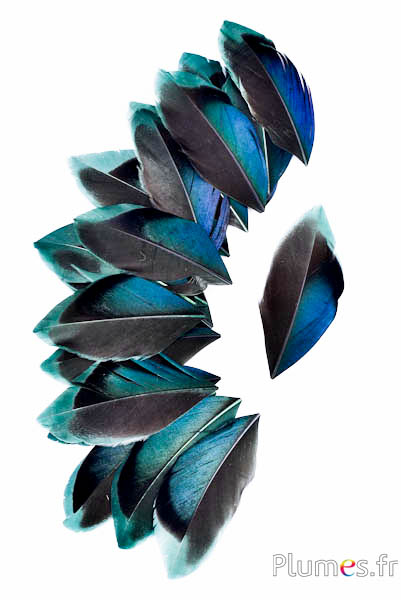 Pluimenblaadjes - 5-8 cm x 3-4 cm - dennengroen-zwart